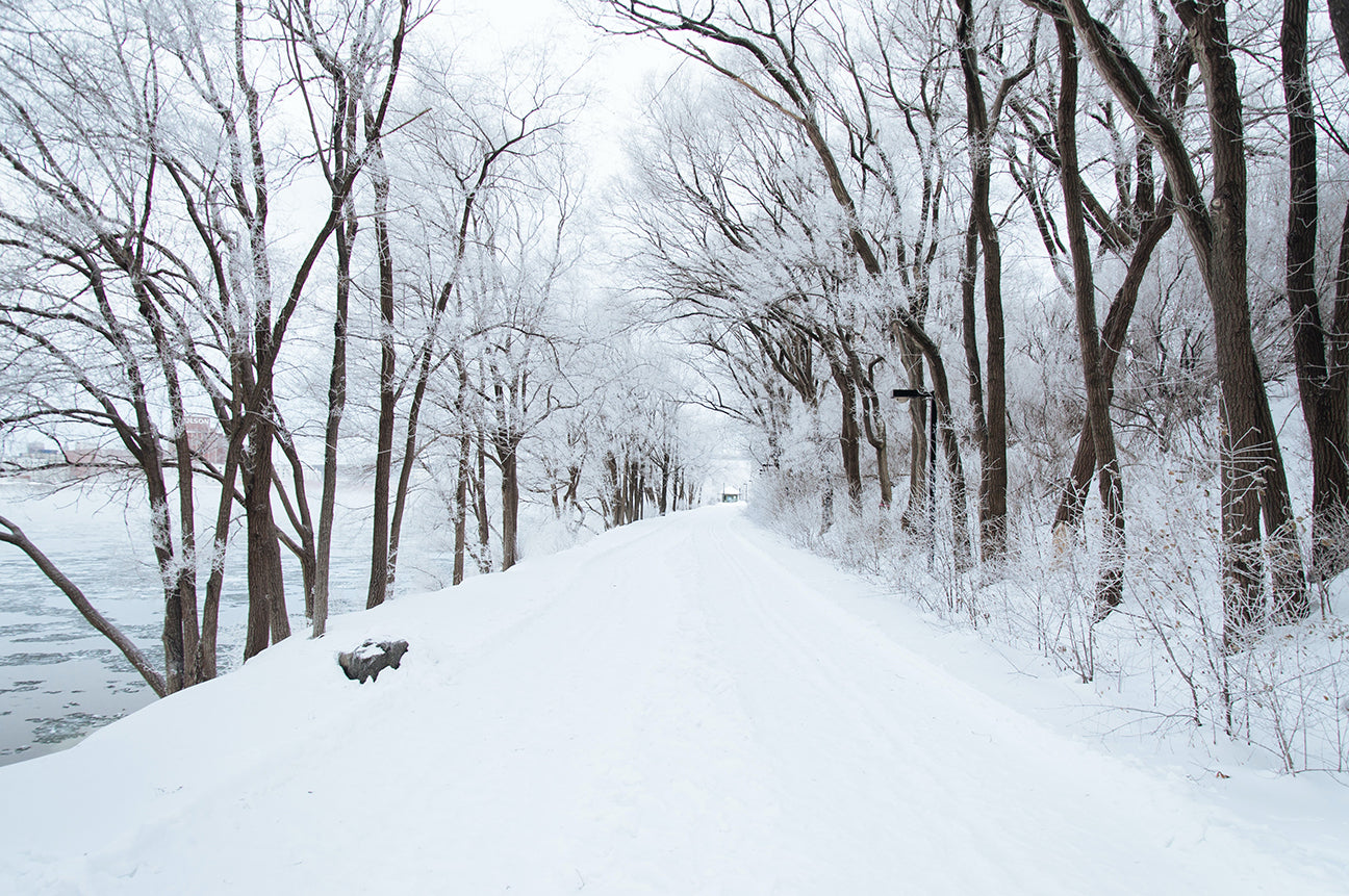 Snowy wilderness