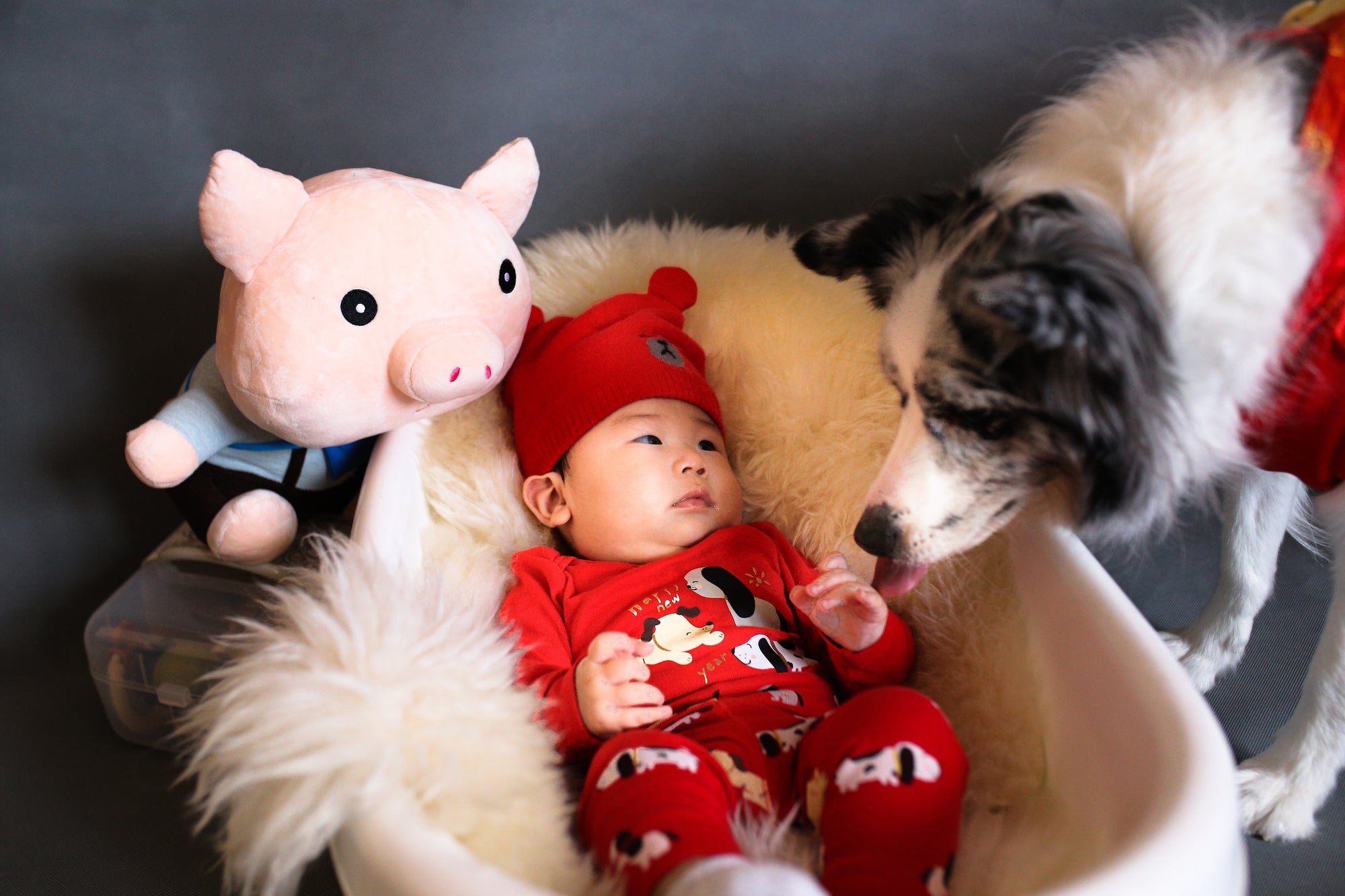 introducing your pet to your new baby