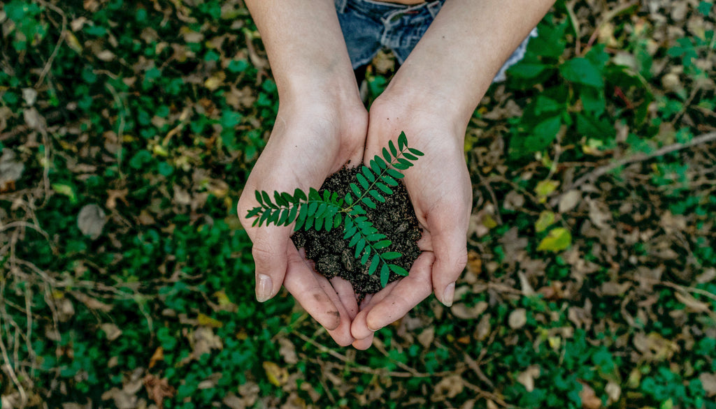 hands holding a green fern for earth day